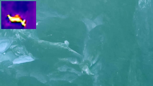 Amazing rare footage of seal giving birth on the Calf of Man