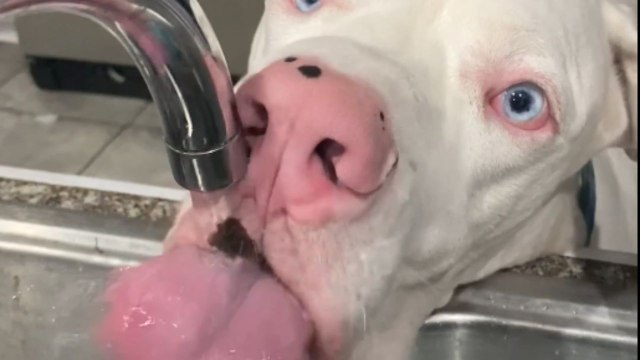 Rescued Great Dane chooses kitchen sink as his ultimate water source over a regular dog bowl