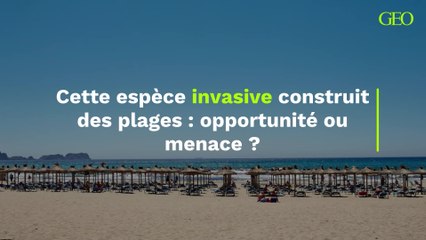 Cette espèce invasive construit des plages : opportunité ou menace ?
