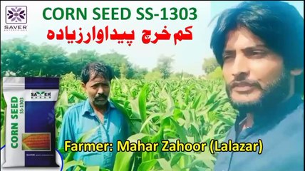 Excellent Crop of "SS-1303" at Lalazar.