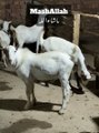 #trending #usa #viral #shortvideo #baby #pet #animals #goats #bakra #bakramandi #whitetedda