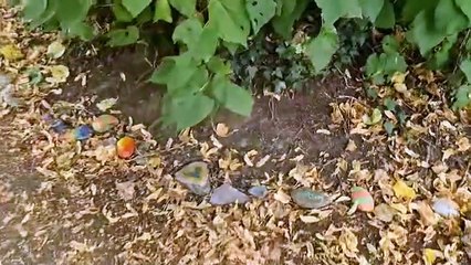 'Painter' the rock snake grows in Buncrana's Swan Park