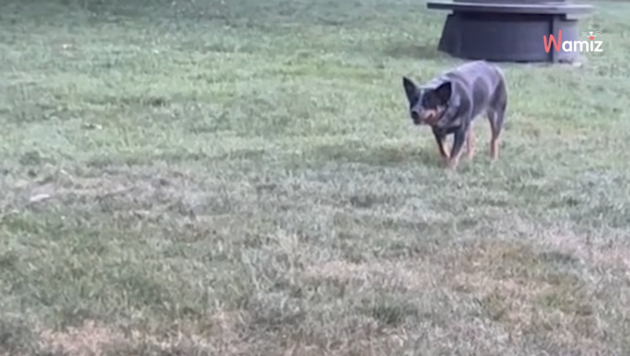 Sheepdog mistakes Poodle for sheep; what happens next leaves everyone in stitches