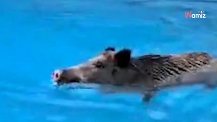 All'alba, un bagnino scopre due intrusi in flagranza di reato nella piscina