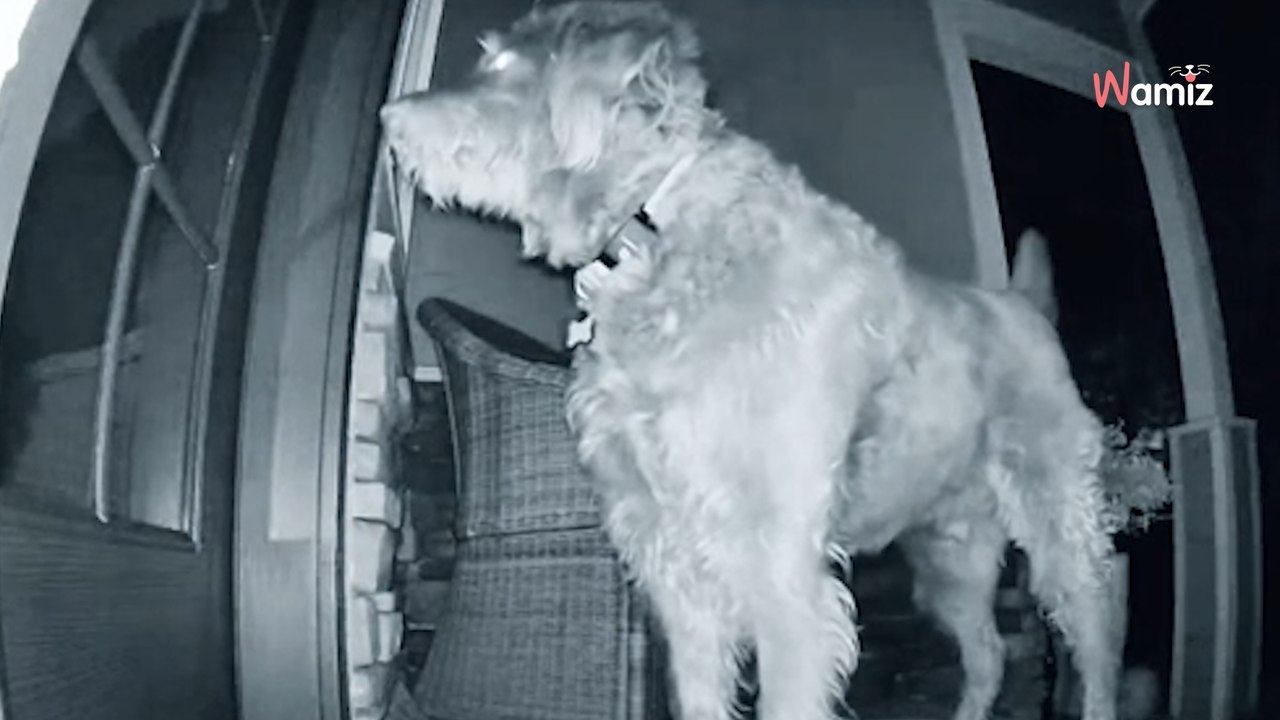 Video. La telecamera di sicurezza riprende il cane di famiglia alle 5 del mattino: con lui c'è un ospite