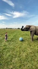 Elephant Kicks Ball at Human Face!