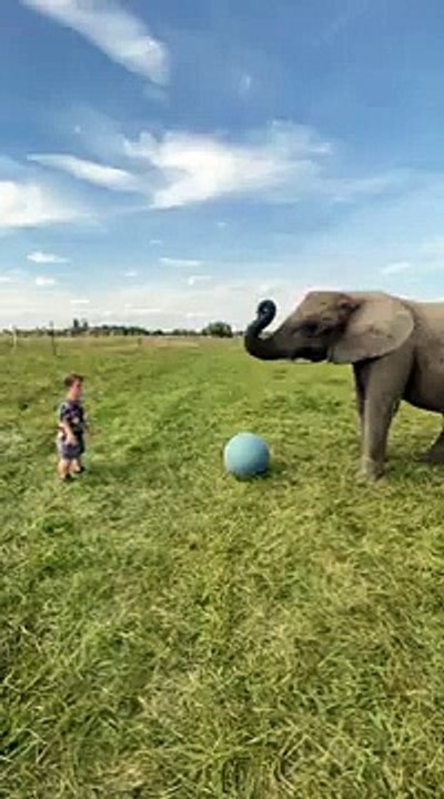 Elephant Kicks Ball at Human Face!