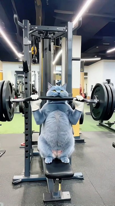 "Gym time: Cat edition! Because every workout deserves a nap after."