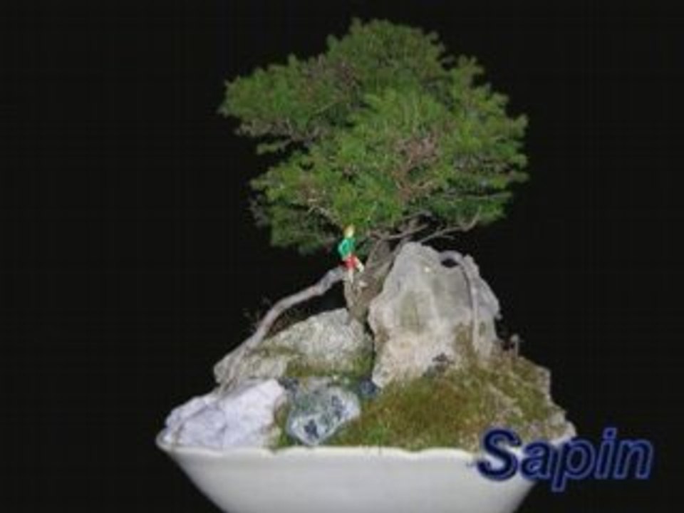Bonsaï