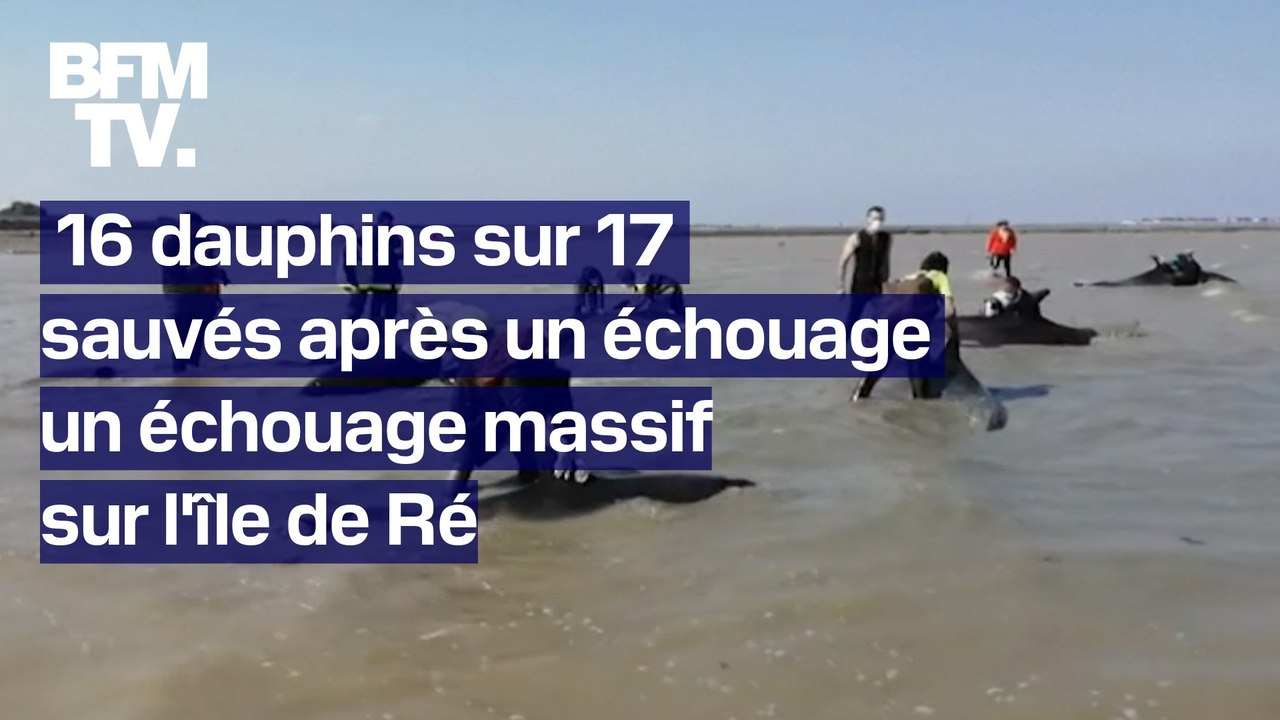 16 dauphins sur 17 ont été sauvés après un échouage massif sur l'île-de-Ré