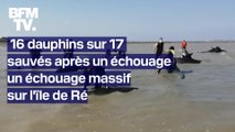 16 dauphins sur 17 ont été sauvés après un échouage massif sur l'île-de-Ré