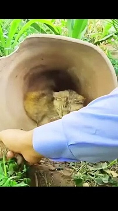 Mother cats try to protect their babies from strangers