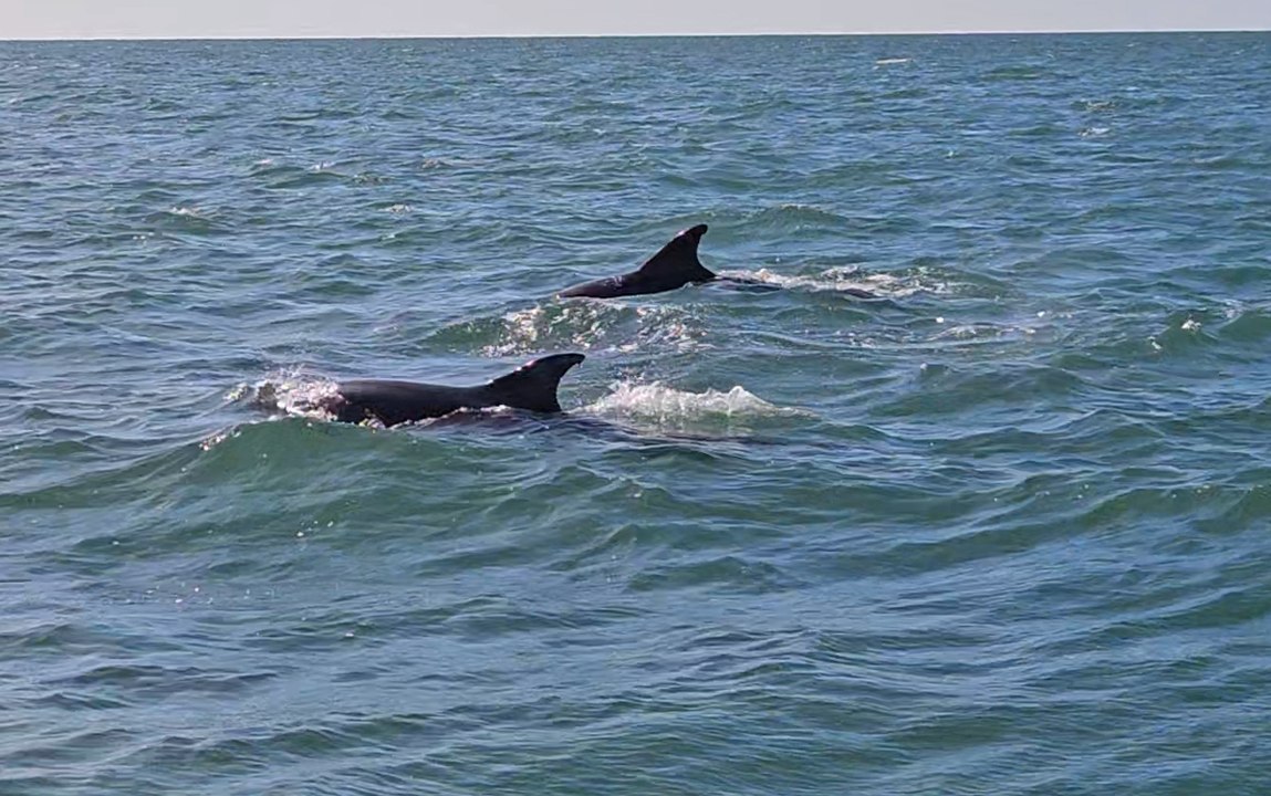 Dolphins off Hengistbury Head, Christchurch, September 17, 2024. Video: Brendan Bailey