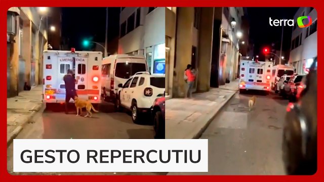 Cão emociona ao correr atrás de ambulância que transportava seu tutor na Colômbia