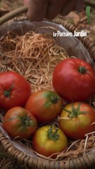 Comment récupérer et conserver ses graines de tomate ?