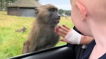 Baby boy keeps his eyes glued to mischievous monkeys during safari trip