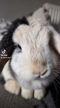 #baby #lapinbelier #animaux #art #pets #photography #picoftheday #mignon #bunnies #bunnylove #rabbits #lapinou #animals #lapin