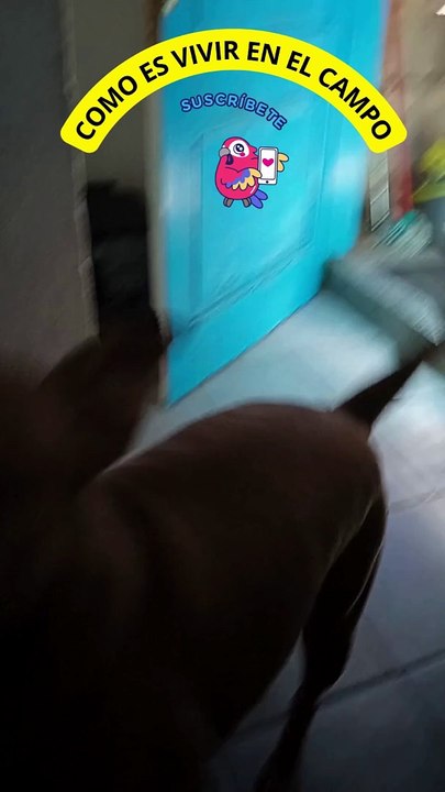 LUNA, UNA PITBULL MUY MUY PELIGROSA