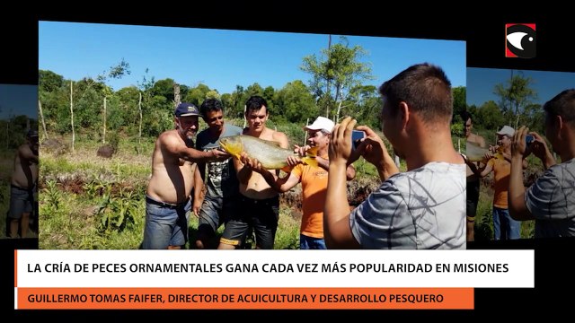 La cría de peces ornamentales gana cada vez más popularidad en Misiones