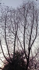 Voice of nature birds singing