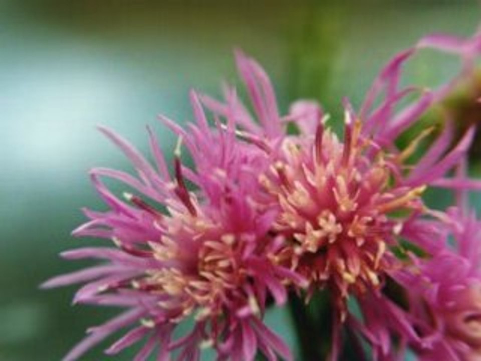 Macrophoto