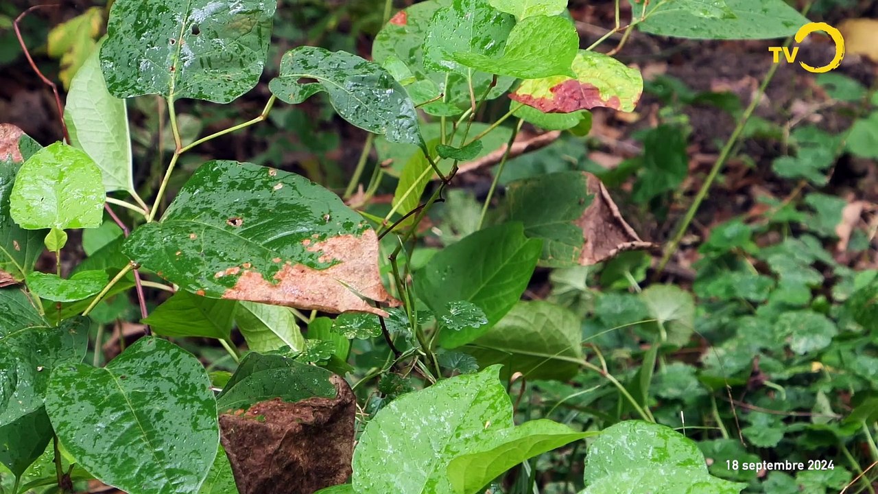 Sujet: les plantes envahissantes