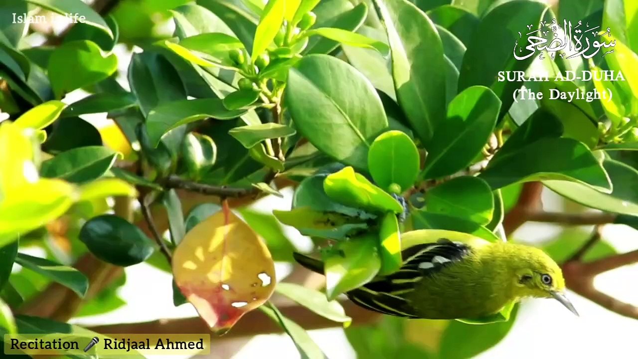 Surah Ad Duha (10 times)-RIDJAAL AHMED | سورة الضحى | Heart Touching Recitation
