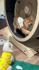 Funny Cat Fighting viral videos