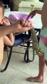 Birbirinden güzel komik hayvanların halleri