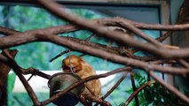 You Have To Check Out This Amazing Cotton Top Tamarin