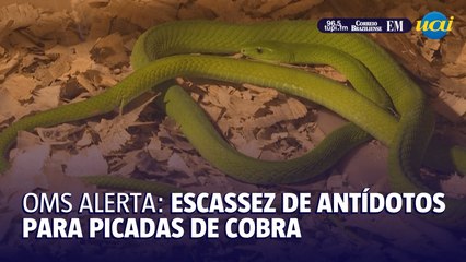 OMS alerta: escassez de antídotos para picadas de cobra