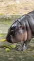 Baby Pygmy Hippo Moo Deng Doubles a Thailand Zoo's Visitors and Prompts Safety Warnings