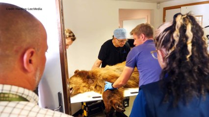 Brown bear in Kent to undergo pioneering brain surgery
