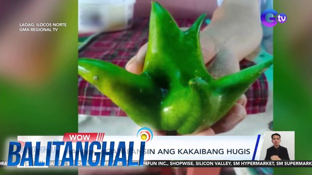 Papaya, agaw-pansin ang kakaibang hugis | Balitanghali