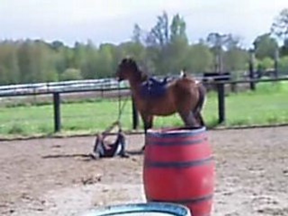 chacha et fyfy par terre