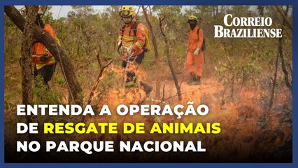 Parque Nacional perdeu 1.400 hectares com fogo; operação de resgate de animais é iniciada no local
