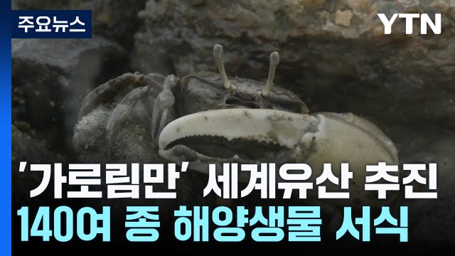 '축구장 만 개 면적' 가로림만...세계유산 등재 추진 / YTN
