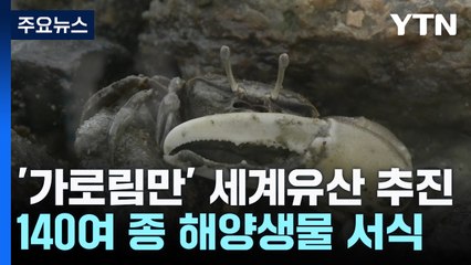 '축구장 만 개 면적' 가로림만...세계유산 등재 추진 / YTN
