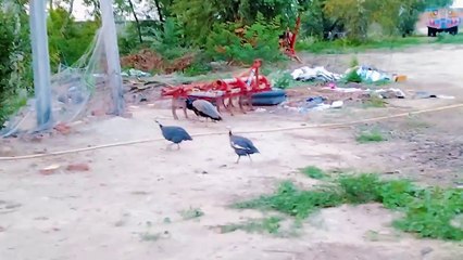 Noughty bird's having fun life enjoyed