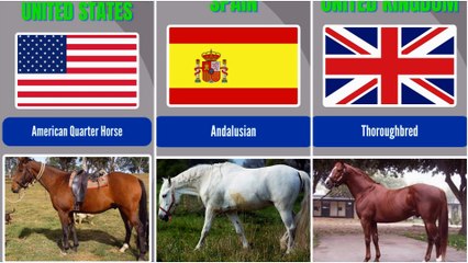 Different Country Breeds of Horses