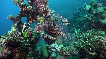 Beautiful animals and birds