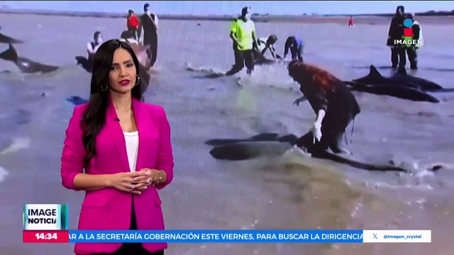 ¡Rescatan a delfines varados en una playa!