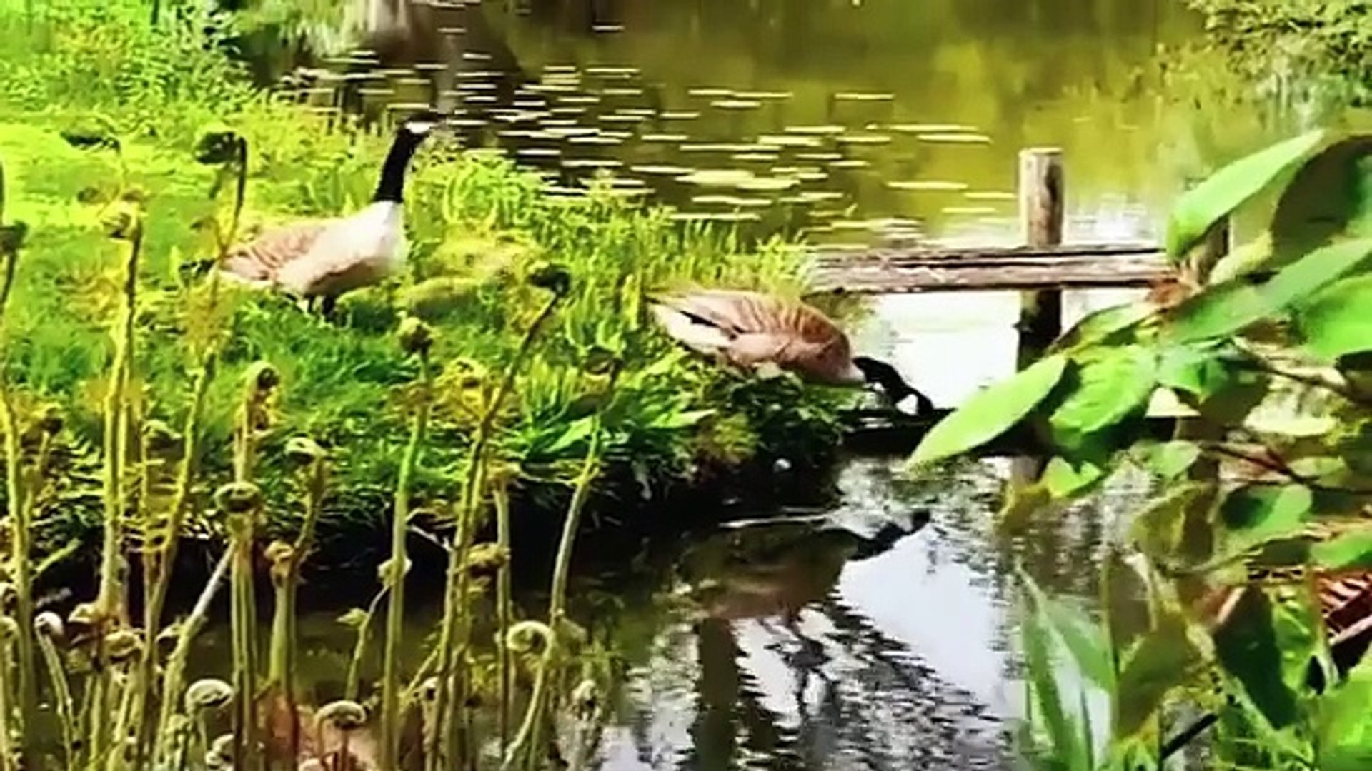 ⁣FOREST BIRDS