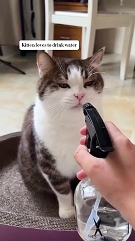 Funny cat