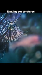 Amazing sea creatures