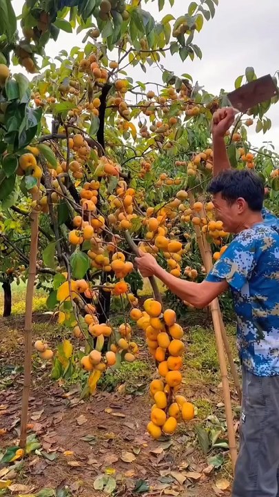 FRUIT IN THE GARDEN,,,,