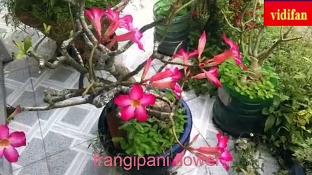 frangipani flowers - fleurs de frangipanier - फ्रांगीपैनी फूल - ດອກ​ກຸຫຼາບ - flores de frangipani - flores de frangipani - frangipani blomster -زهور البلوميريا - fiori di frangipane - Frangipani-Blüten - プルメリアの花 -