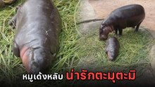 ไวรัลความน่ารัก หมูเด้ง ลูกฮิปโปแคระตัวตึง นอนหลับขี้มูกโป่งของแทร่