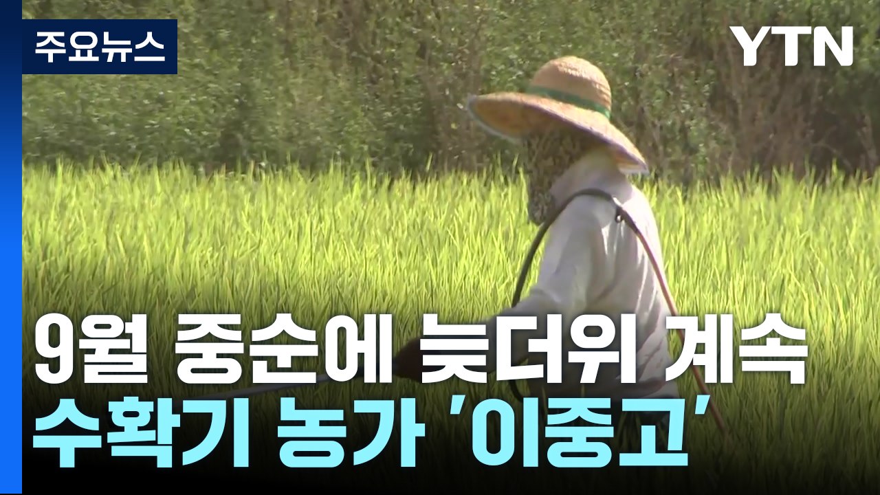 9월 중순 전례 없는 폭염...수확기 농가 '이중고' / YTN