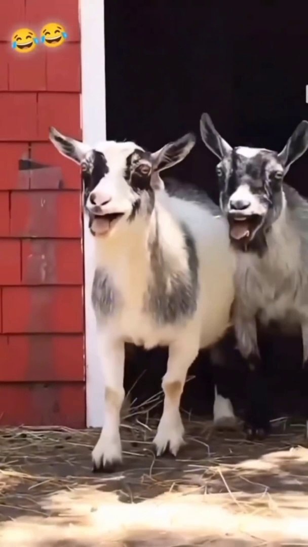 Hye Hye comedy video,comedy videos,new comedy videos 2022,top comedy videos,funny video comedy,funny